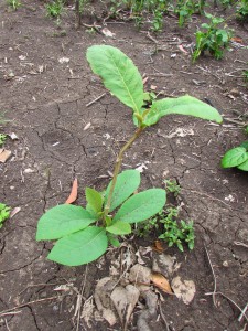 une centaine de pieds de jeunes tecks plantés autour du terrain de maraîchage pour la compensation carbone (groupement Mahussi)